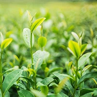 Promotes relaxation and reduces stress