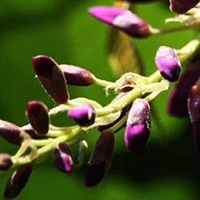 Supports dopamine production to reduce the ringing in your ears